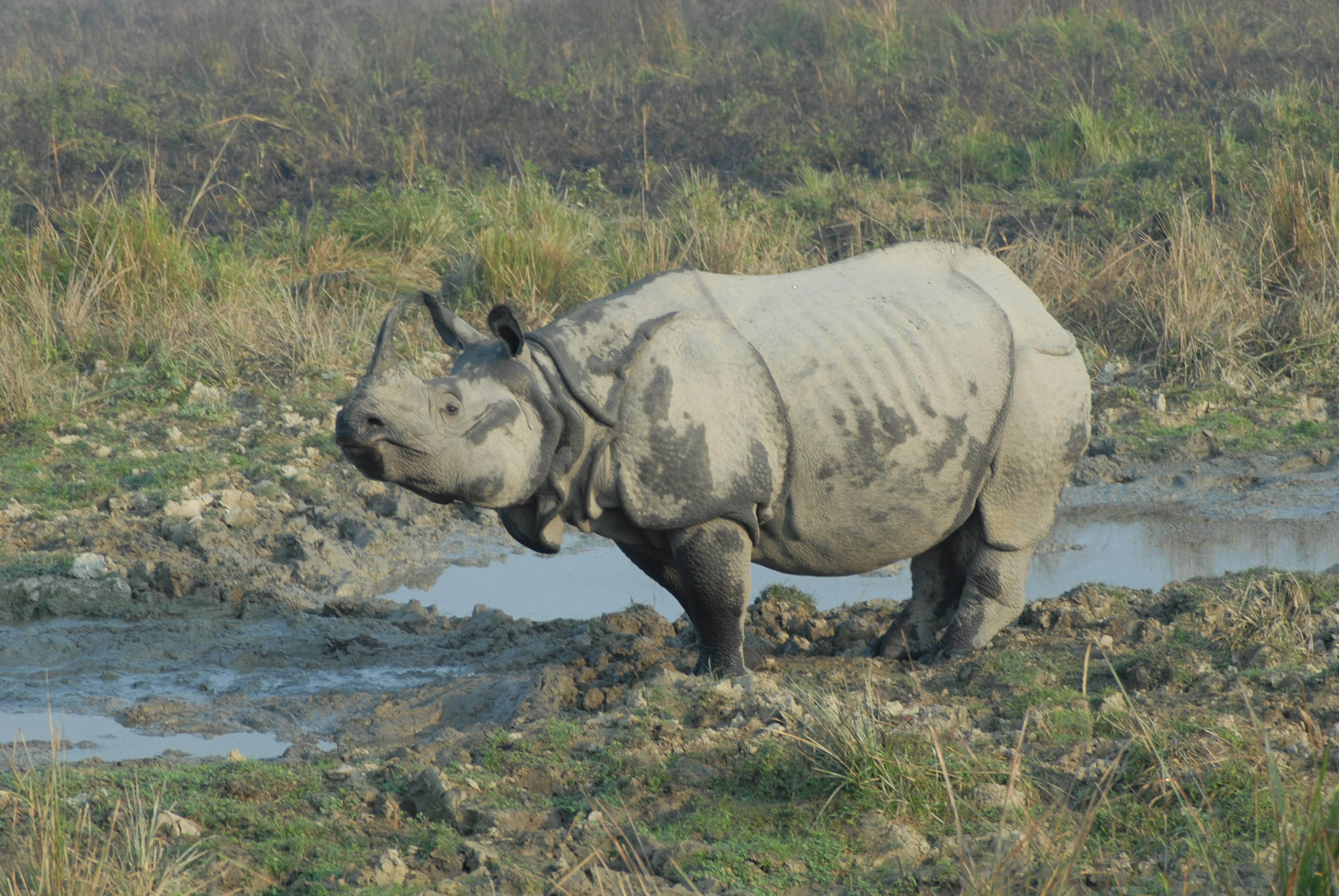 DSC_0118 Greater one horned rhinoceros_Meenakshi Nagendran_USFWS.jpg